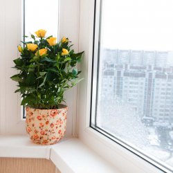 Окна Rehau